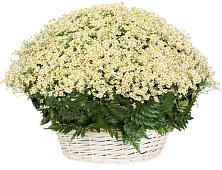 Цветочная композиция из Ромашки в корзине #REPLACE_PRED# Незамаевской